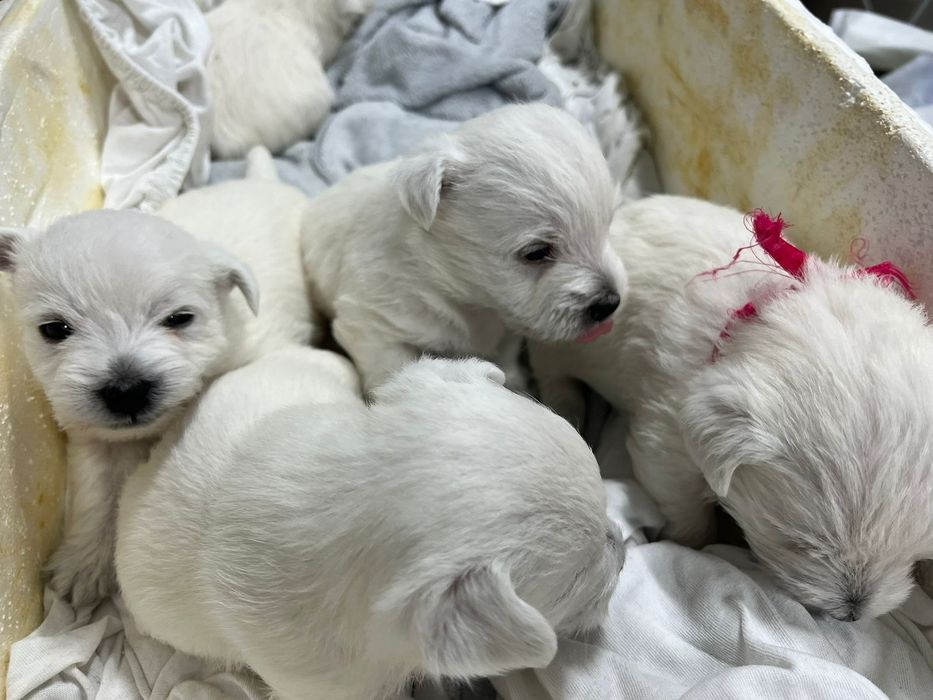 Вест хайленд вайт терьер