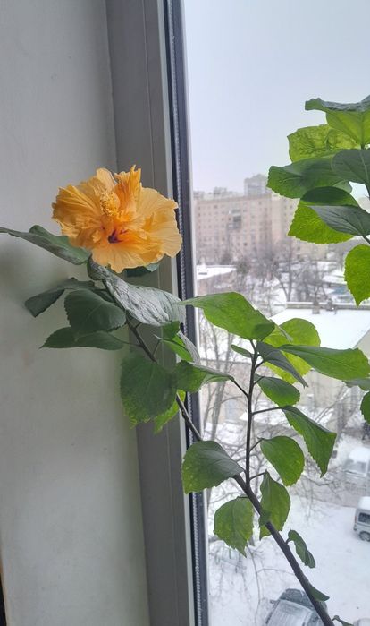 Продам кімнатний гібіскус