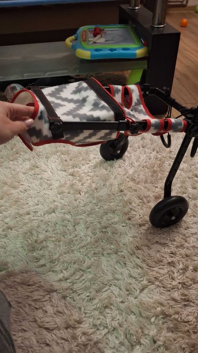 Wozek inwalidzki dla kota