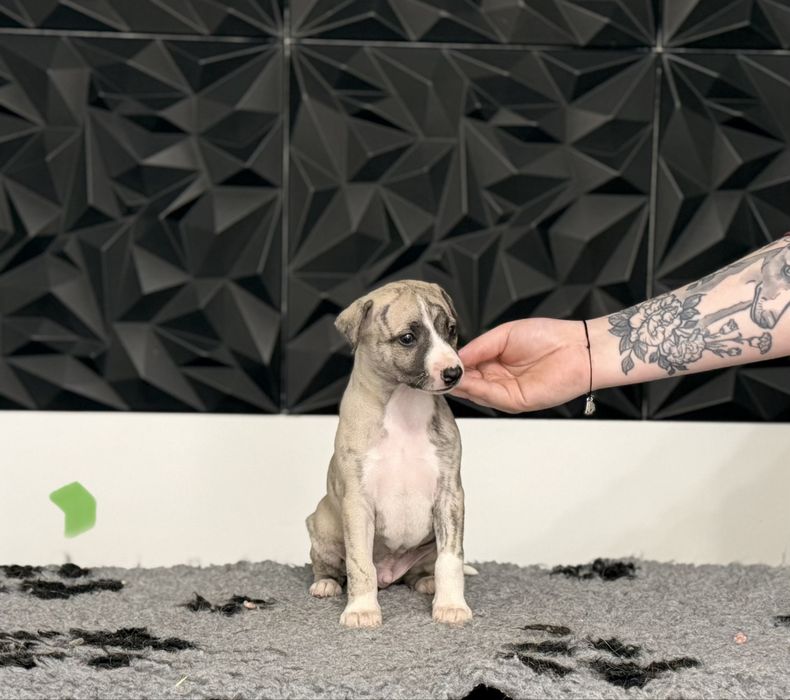 Whippet ZKwP/FCI