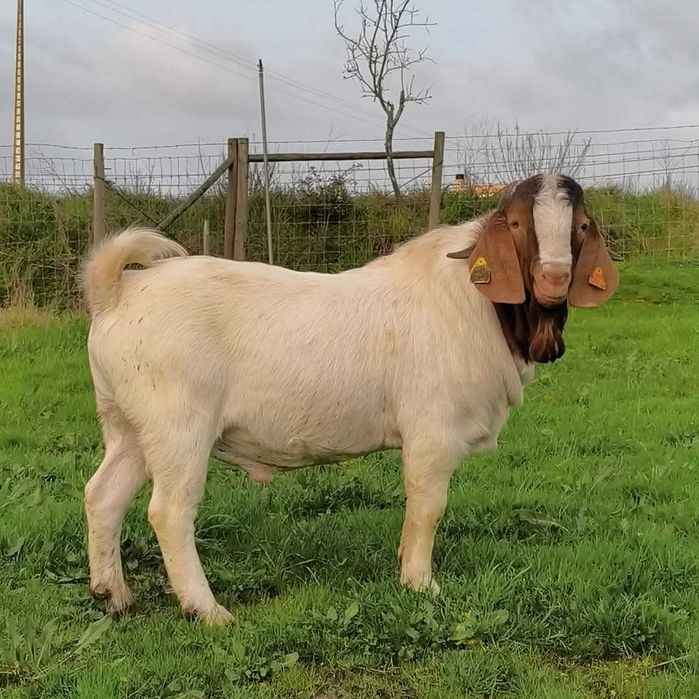 Futuro Reprodutor Boer