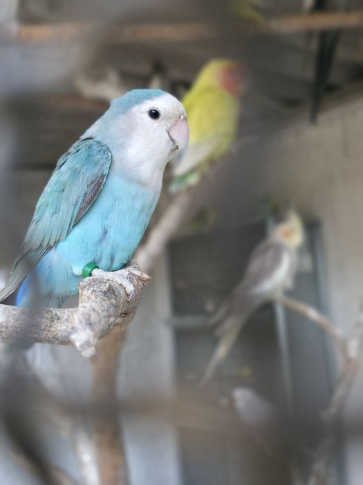 Agapornis Roseicollis fêmea