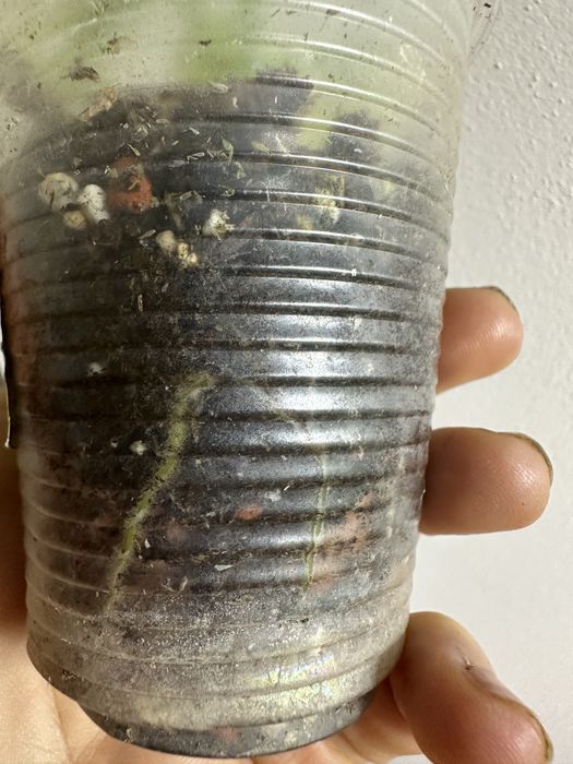 Філодендрон  Philodendron Violin var