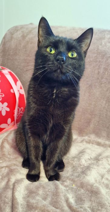 Dostojny kocurek Mandżaro do adopcji