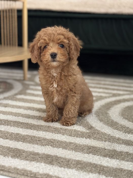 Cavapoo piesek