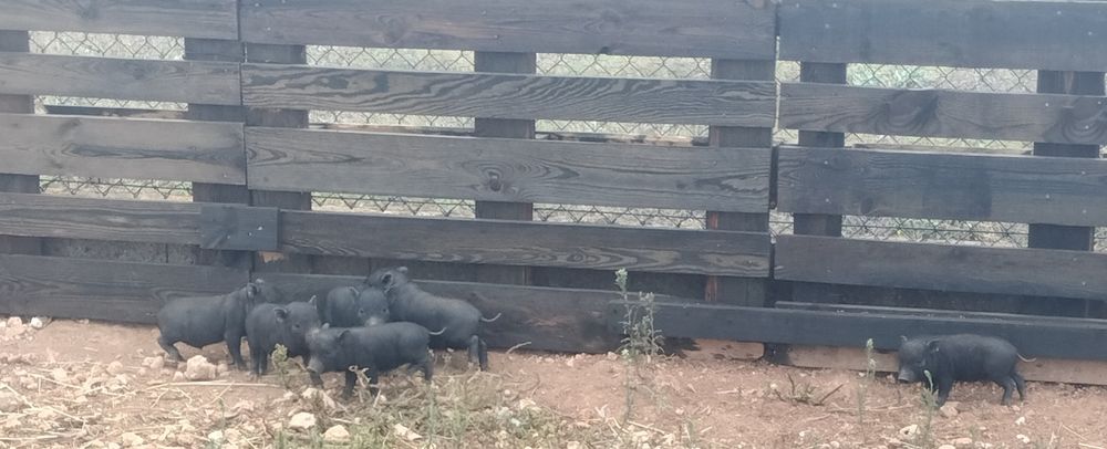 Mini pig nascidos a 06/08/2026