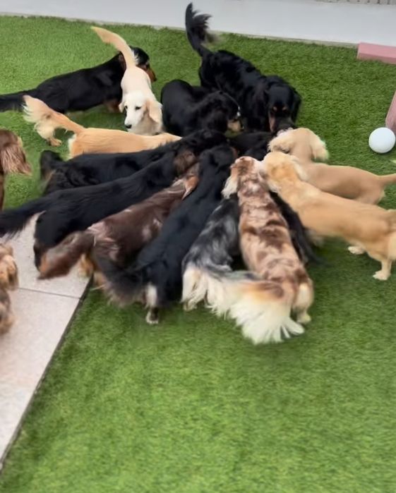 Хлопчик таксик довгошерстний