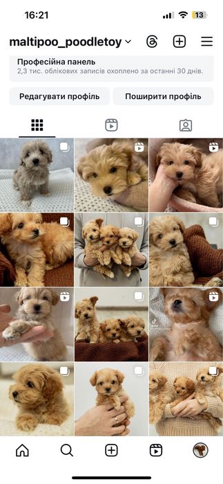 Дівчинка maltipoo baby face