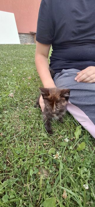 Кошенята. Віддам безкоштовно. наролились 10 квітня