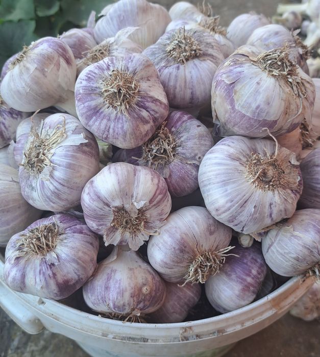 Продам часник Любаша і харківський фіолетовий