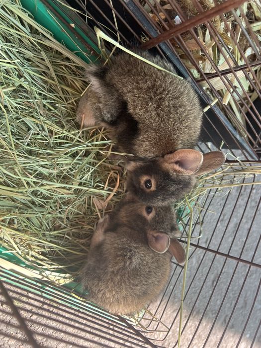 Кролик карликовый (редкий цвет)