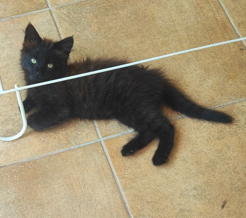 Gato para adoção