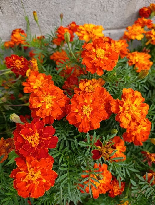 Насіння чорнобривців