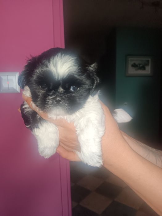Szczeniaczki Shih tzu