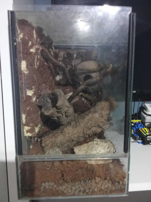 terarium dla zwierząt egzotycznych