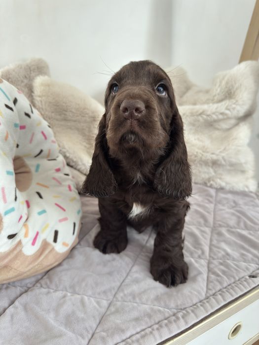 MONTE Cocker Spaniel Angielski REZERWACJA