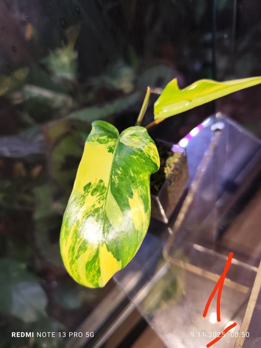 Philodendron Florida Beuty