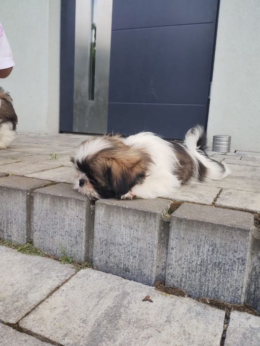 Shih Tzu suczka tricolor
