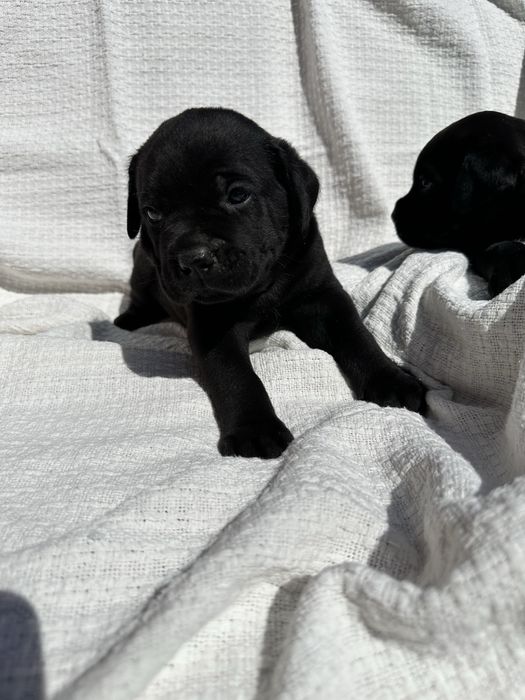 Чорний хлопчик Круз, Канекорсо, 1 місяць, чистокровний