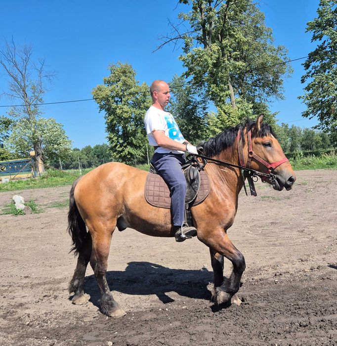 Źrebica ogier szpak