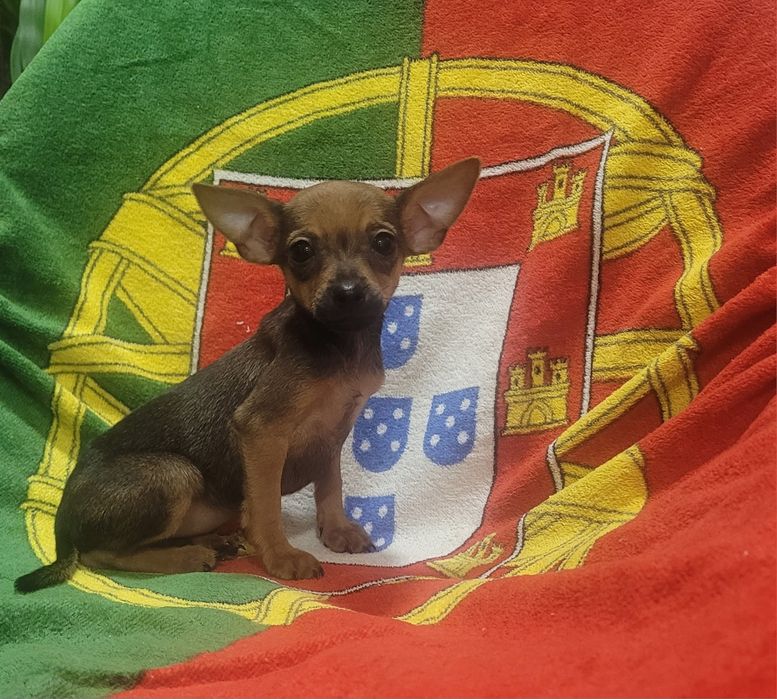 Pinscher miniatura femea