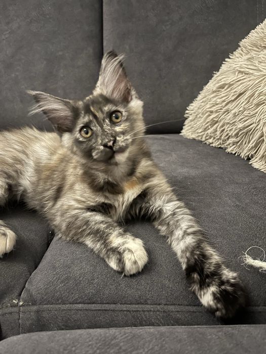 Kotka Maine Coon