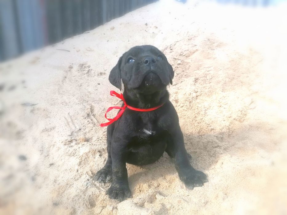 Кане-Корсо неймовірна порода.