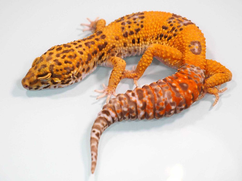 Gekon lamparci Bell albino