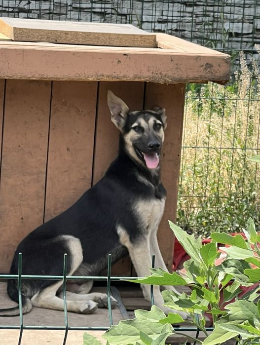 Щенок ищет семью