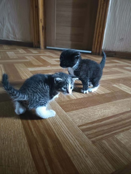 Oddam za darmo kocora czarnego i kotkę szarą