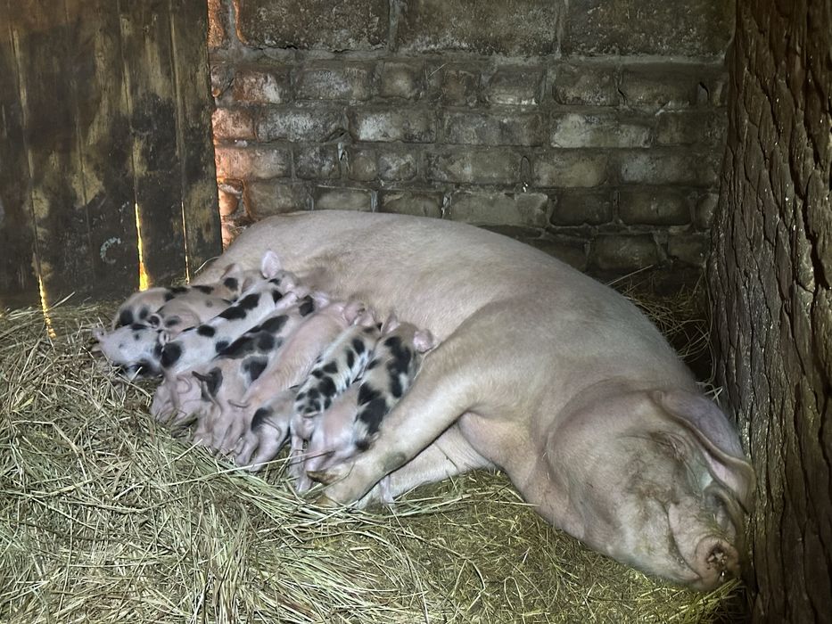 ПОРОСЯТА на февраль Продам поросят