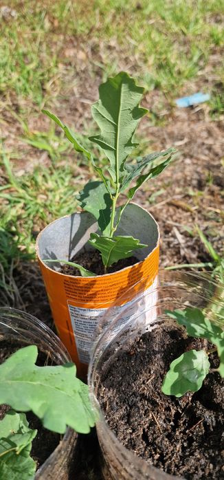 Carvalho bravo para plantar