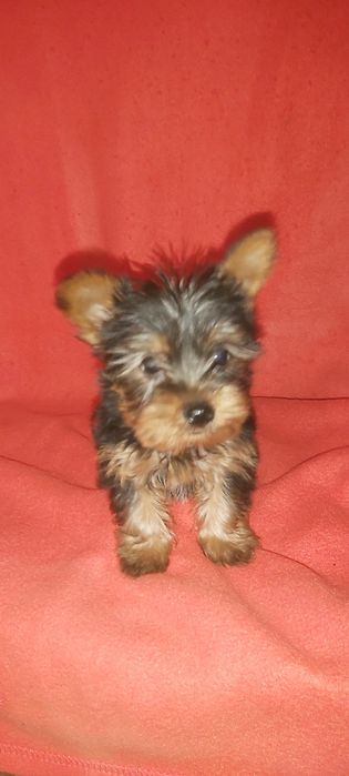 Yorkshire terrier