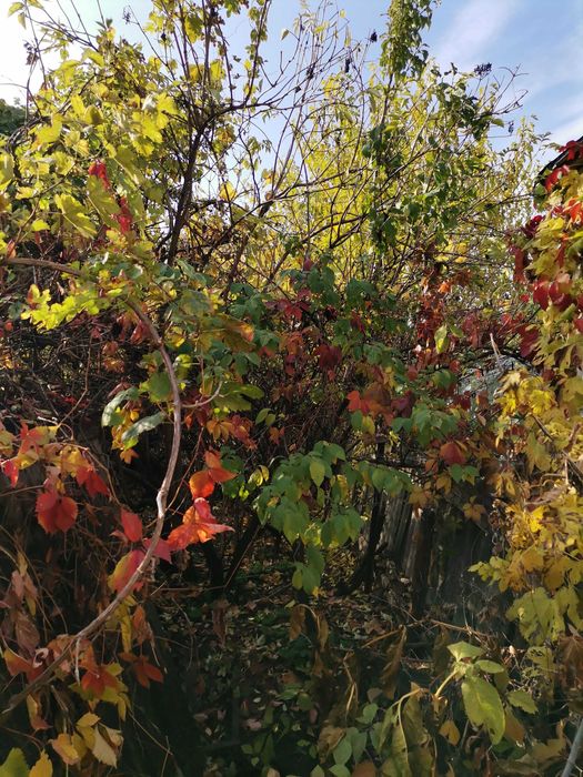 Помощь с поселением дом 3 ком.