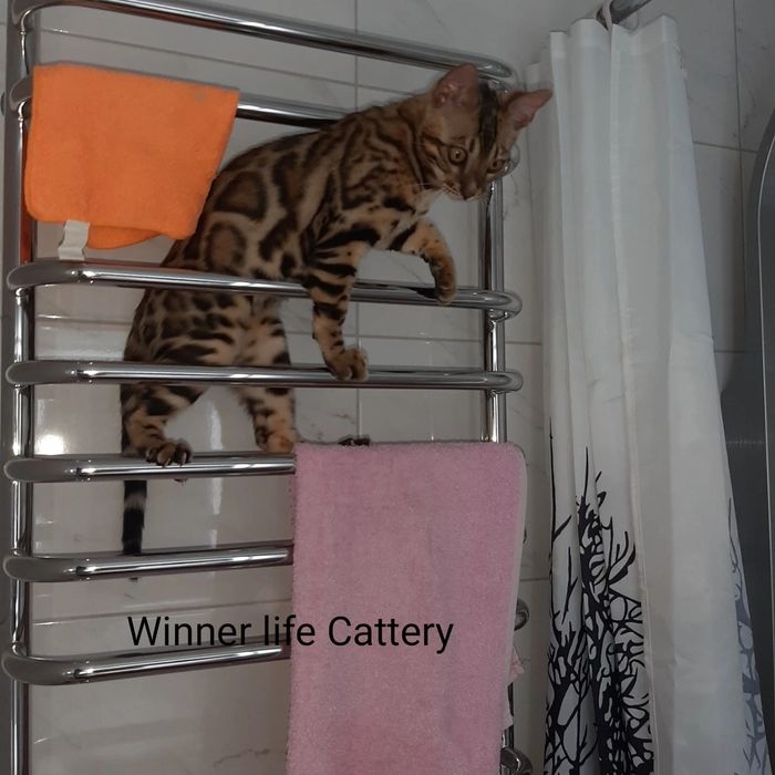 Бенгал. Хлопчик. Клубний. Розетка на золоті!