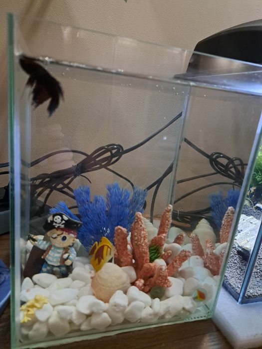 Akwarium z bojownikiem