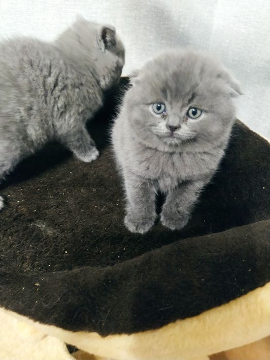 Котик шотландський висловухий