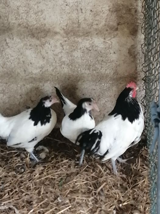 Galinhas de várias espécies