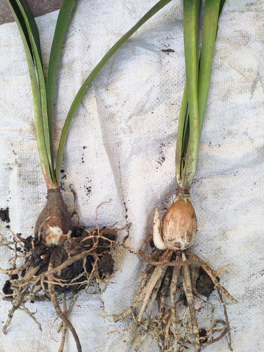 Гиппеаструм червоний