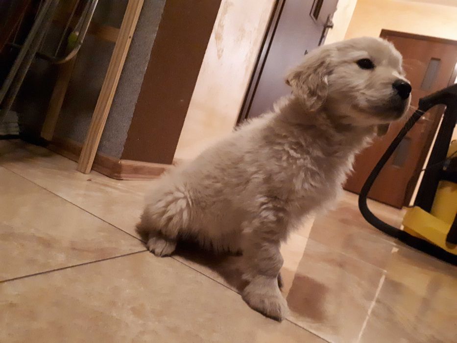 Golden Retriever pies