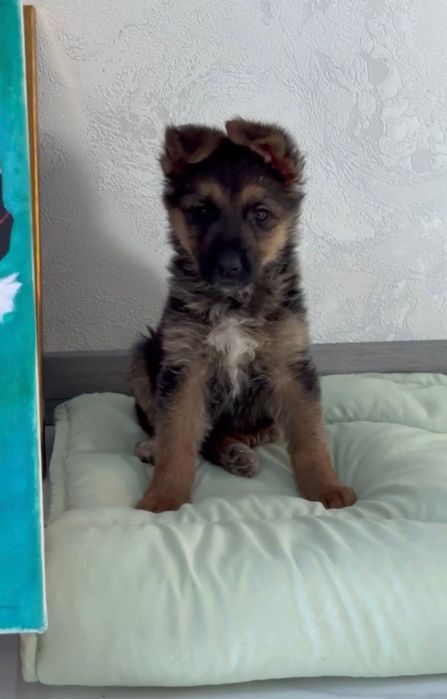 Щеня Савушка метис вівчарки шукає родину