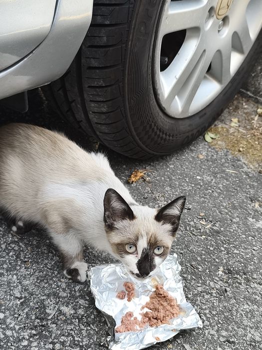 Gata fêmea bebé para adoção responsável
