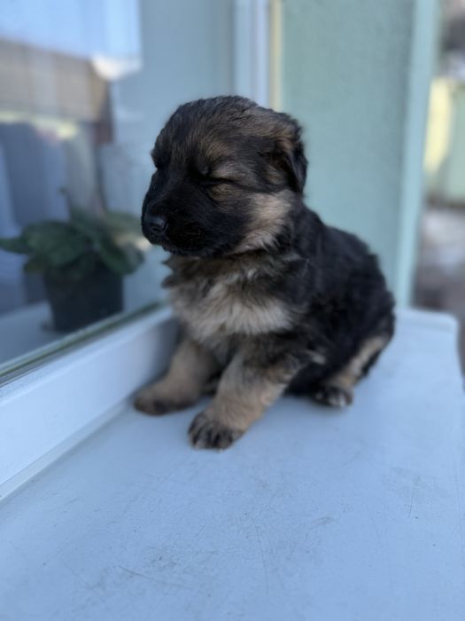 Цуценятка німецька вівчарка