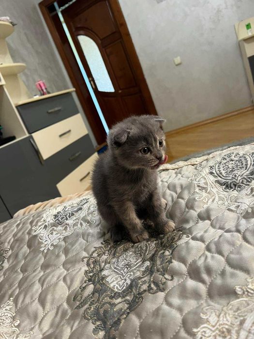 Продам британську кішечку