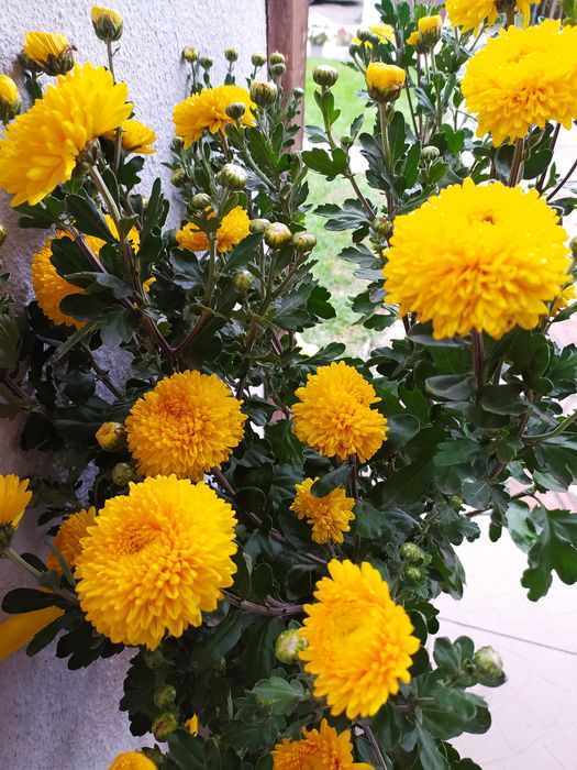 Хризантема. Мультифлора. Горщикова. Різні сорти.
