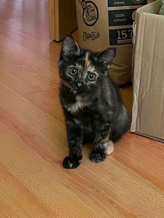 Małe słodziaki szukają domków - do pilnej adopcji