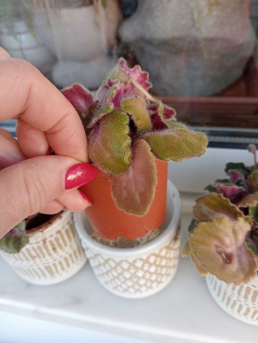 Planta natural violeta (azul)