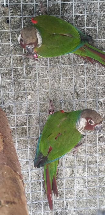 Pyrrhuras griseipectus