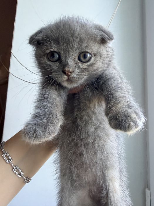 Продам шотландських кошенят.