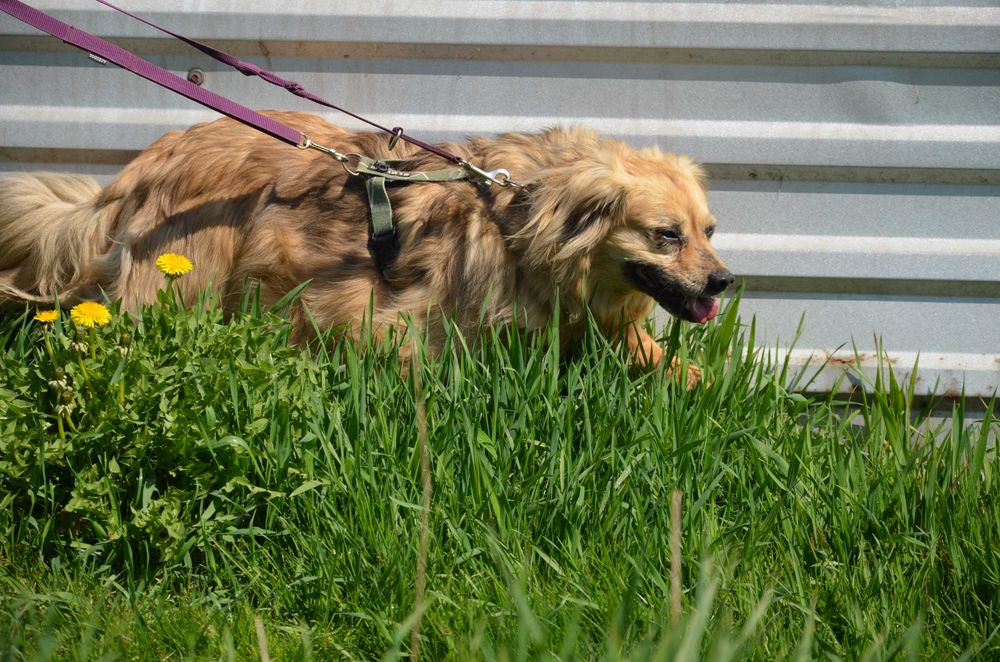 Fikus - od lat czeka na dom, czas mija, to kochany psiak - adopcja